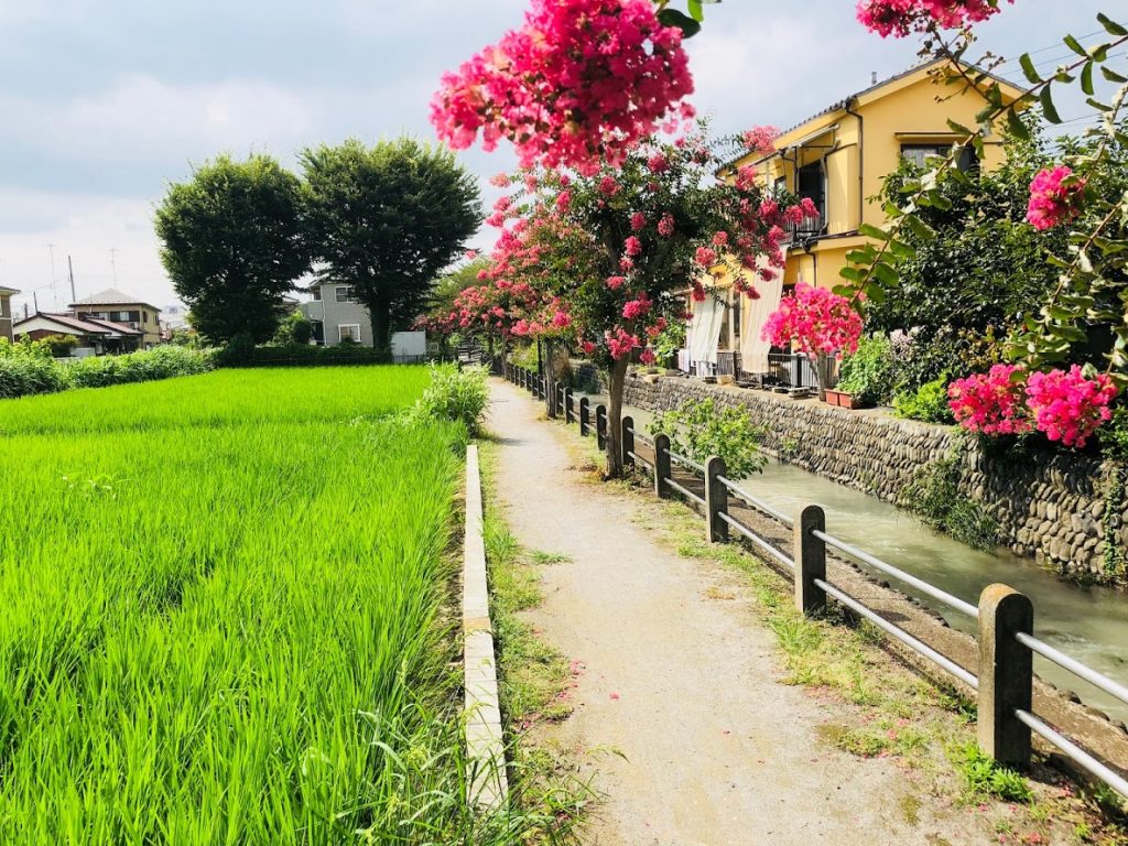 多摩川へとつづく用水路