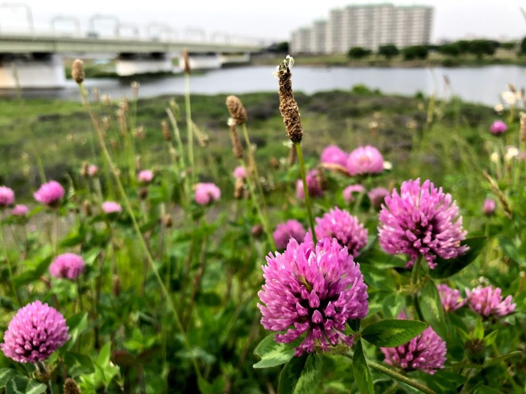 多摩川(登戸)