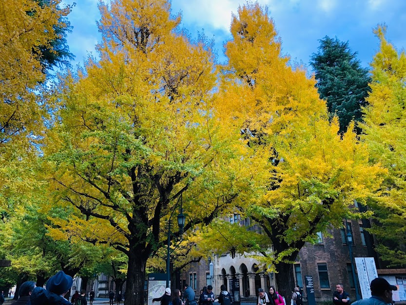 正門から安田講堂まで続く石畳の道